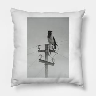 Hooded crow Pillow