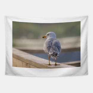 Ring-billed Gull Handrail Walker Tapestry