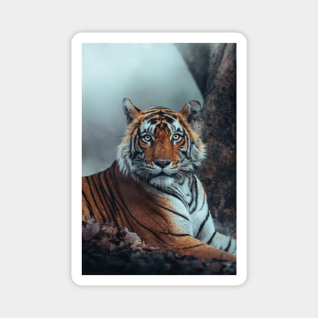 Staring Bengal Tiger Magnet by withluke