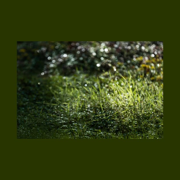 Glowing Green Grass After Rain Drops Fallen by textural