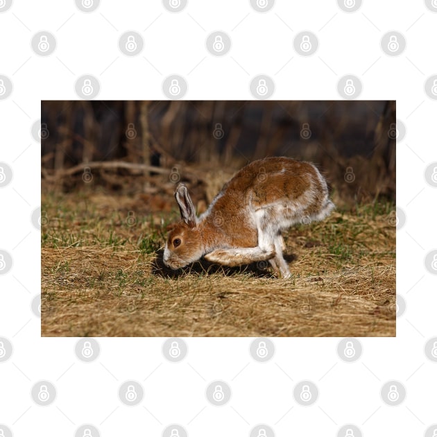 Snowshoe Hare running through the meadow in spring by Jim Cumming