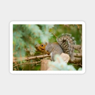 Grey Squirrel Magnet