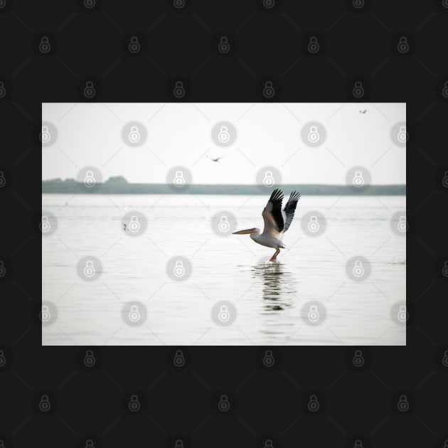 Landscape with white pelicans in Danube Delta, Romania, in a summer sunny day by NxtArt