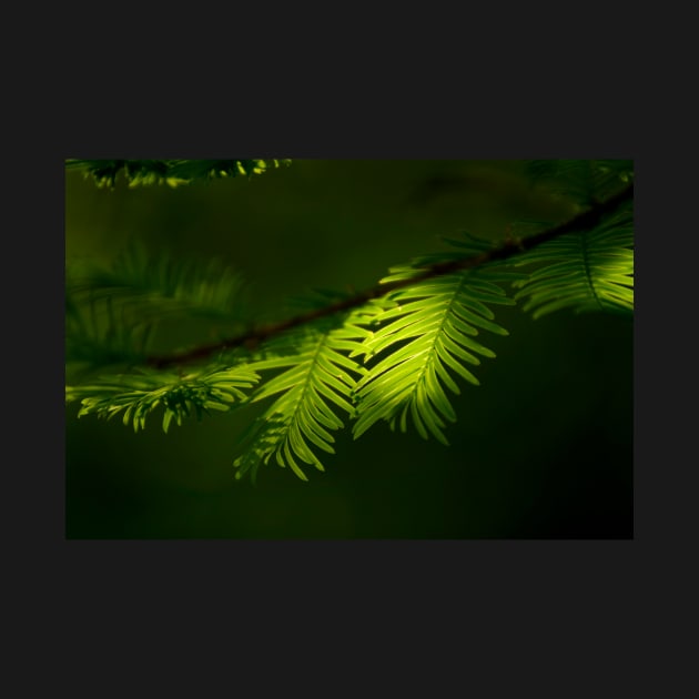 Dawn redwood foliage (C001/1538) by SciencePhoto