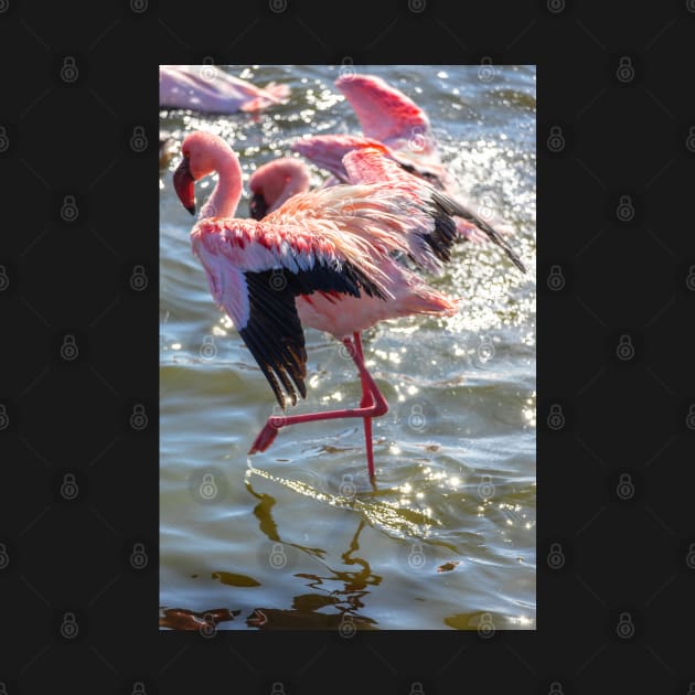 Namibia. Walvis Bay. Flamingos. by vadim19