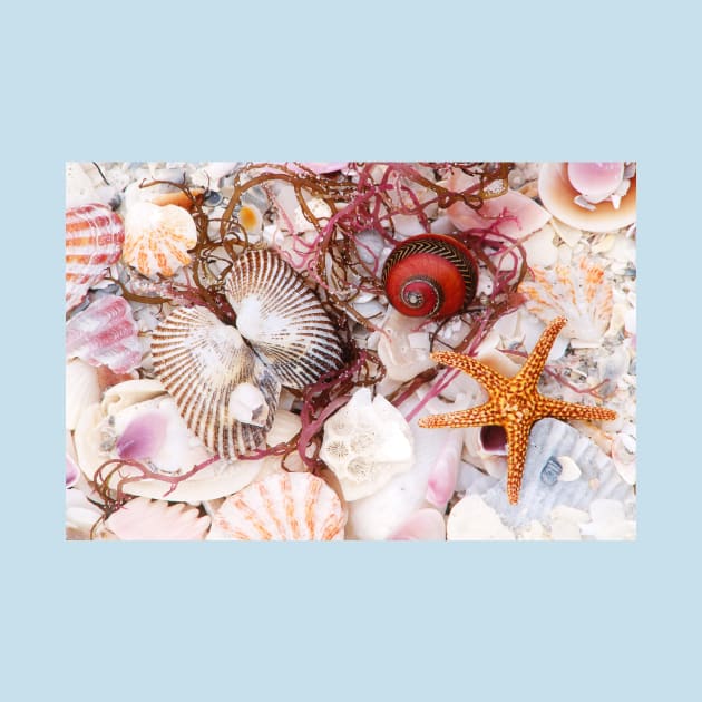 Assorted Shells with Starfish or Seastar by ScienceSource