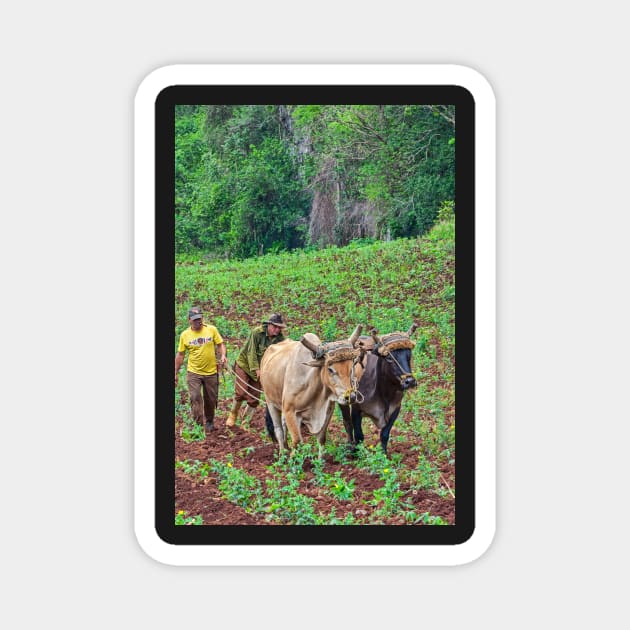 Farmers, Vinales, Cuba Magnet by bulljup