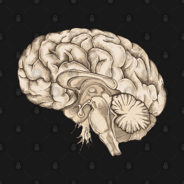 Brain human anatomy vintage mental by Collagedream