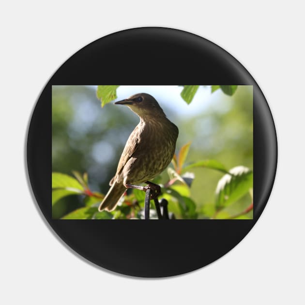 Juvenile Starling Pin by gracethescene