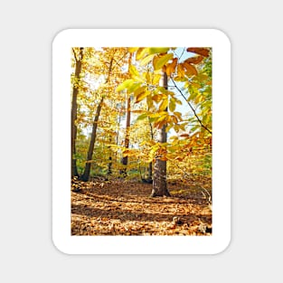 Woodland Trees in Autumn Magnet