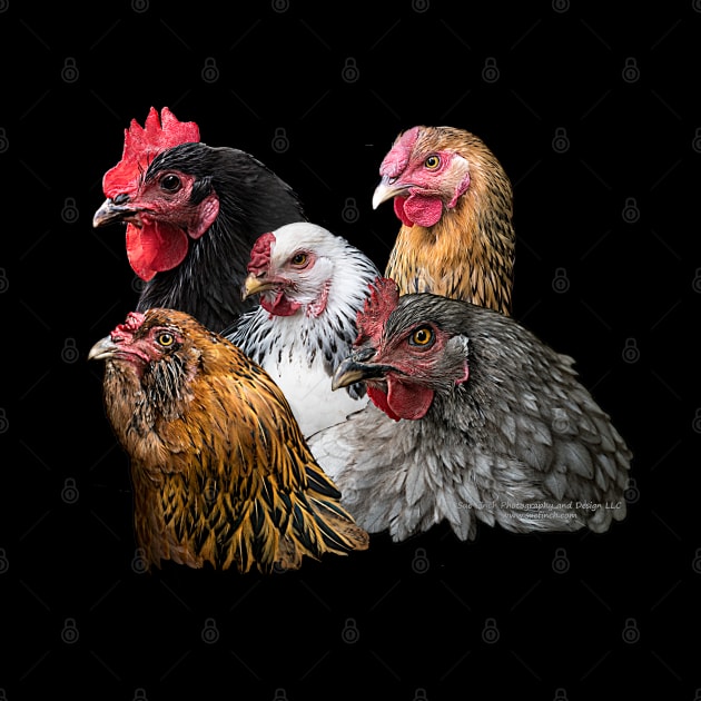 Chickens by Sue Finch Photography and Design LLC