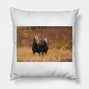 Moose - Algonquin Park, Canada Pillow