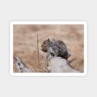 Gray Squirrel Magnet