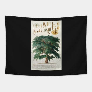 Cedar - Cedrus - botanical illustration Tapestry