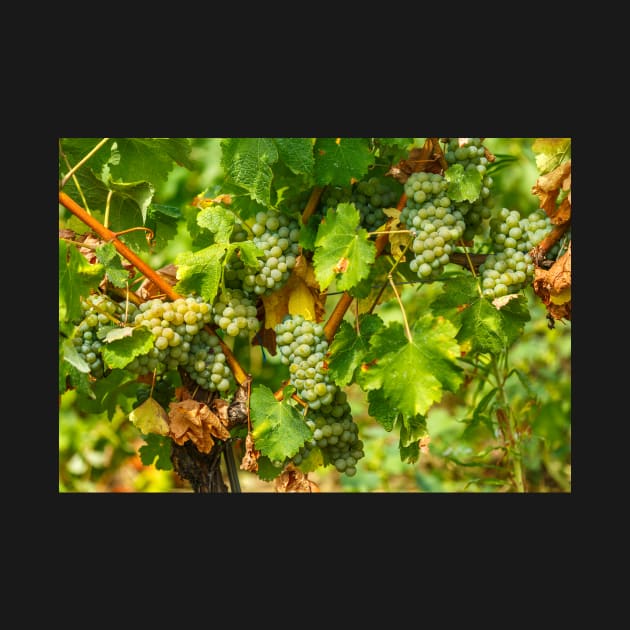 Ripening grapes on the vine by naturalis