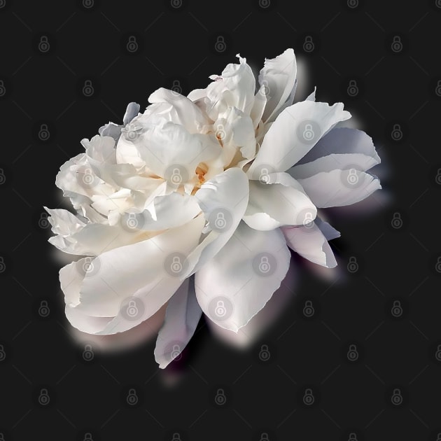 Gorgeous white peony by CatCoconut-Art