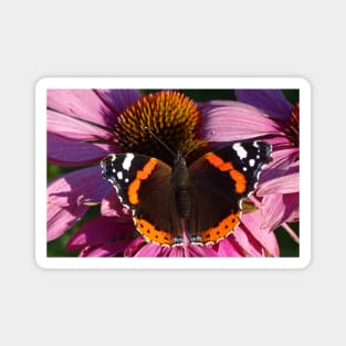 Red Admiral on Ecinachea Purpurea Magnet