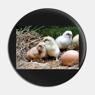 Chick life - chicks and egg Pin