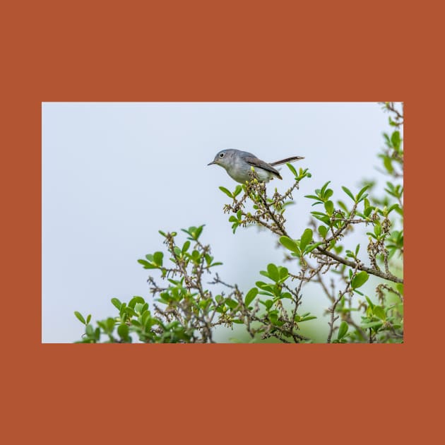 Gnatcatcher On Greenery by Debra Martz