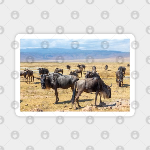 Wildebeest herd at Ngorongoro Crater in Tanzania Magnet by SafariByMarisa