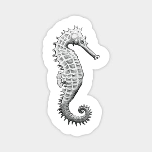 Black and White Seahorse Magnet