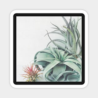 Air Plant Collection Magnet