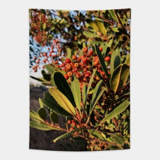 Bright Red Berries in a California Park Tapestry