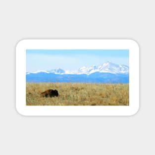 Lone Buffalo watching the Rocky Mountains Magnet