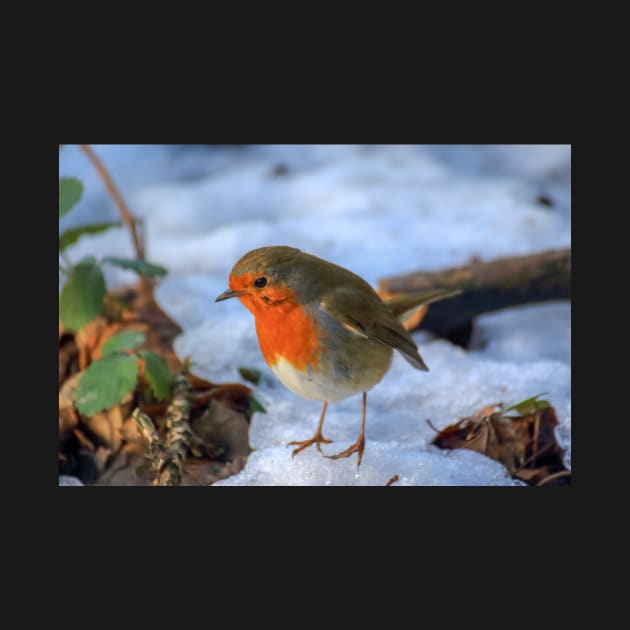 Little red robin in the snow at Christmas time by Itsgrimupnorth