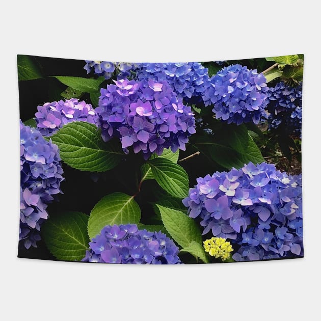 Hydrangea explosion Tapestry by Dillyzip1202