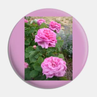 Rose Flower Pink Vintage Cabbage Pin
