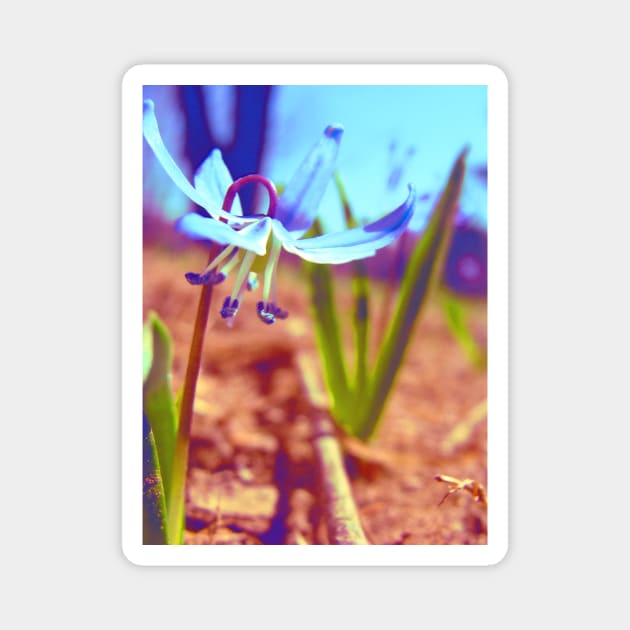 Blue Wildflower Magnet by saradaboru