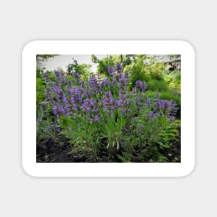 Flowering Sage Magnet