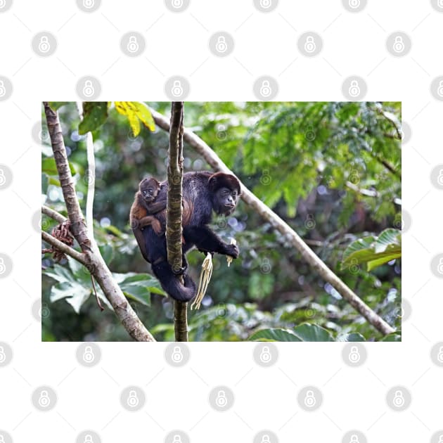 Howler monkey and baby by Jim Cumming