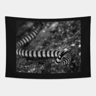 Banded Sea Krait in Black and White Tapestry