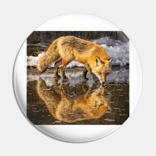 Red Fox in Water Pin