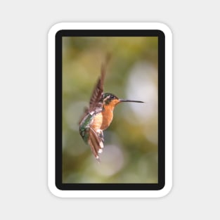 Hummingbird Acrobatics Magnet