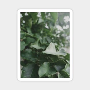 green leaves, dark green leaf, plant, nature Magnet