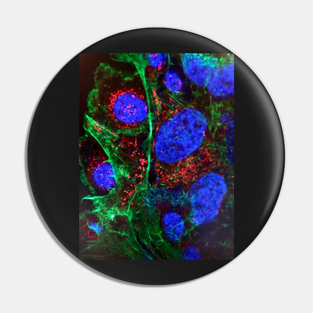 Cell biology art - nucleus and mitochondria - immune histology fluorescence Pin by ktmthrs