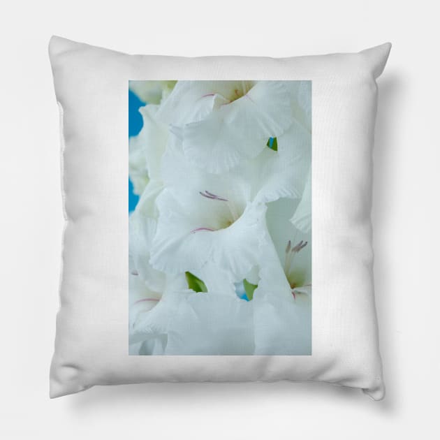 Gladiolus  'White Friendship' Pillow by chrisburrows