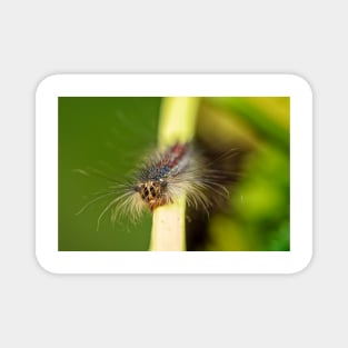 Gypsy Moth Caterpillar Magnet