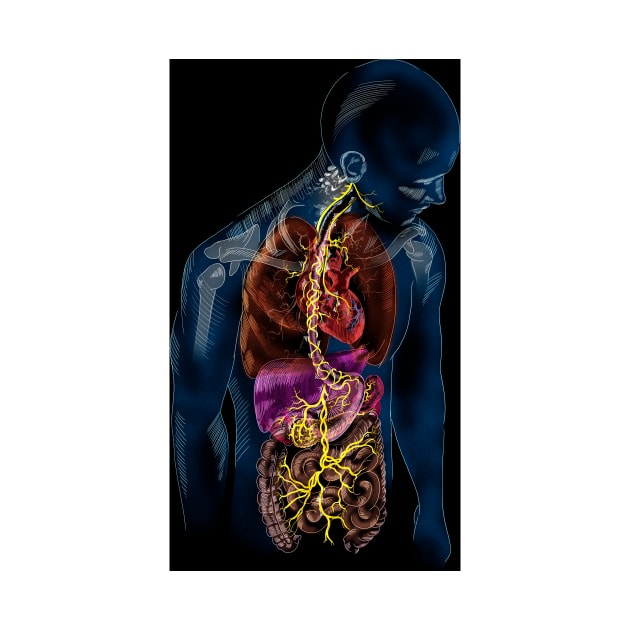 Vagus nerve anatomy, illustration (C037/4895) by SciencePhoto