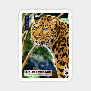 Amur Leopard - White Magnet