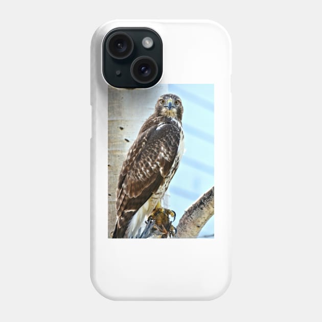 Red Tail Hawk Phone Case by Scubagirlamy