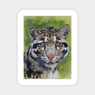 Clouded Leopard in Color Magnet