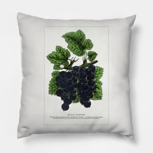 Black Champion Currants Lithograph (1900) Pillow