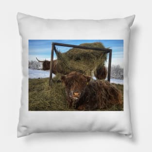 Scottish Highland Cattle Calf 1894 Pillow
