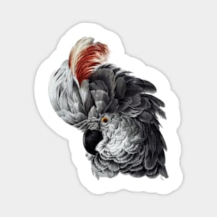 Parrot with red "hair" Magnet