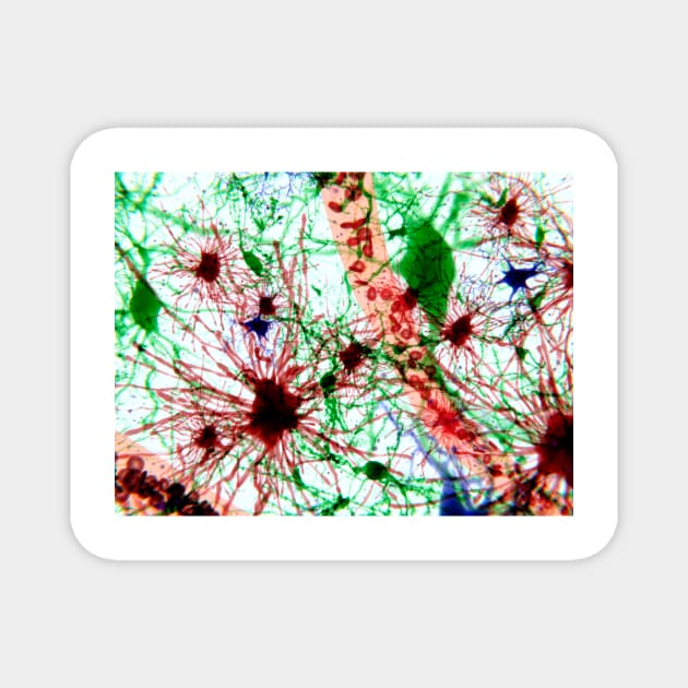 Brain cells, illustration (F013/1488) Magnet by SciencePhoto