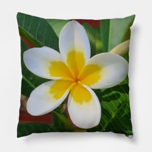 Frangipani Pillow